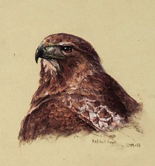 Hawk Head Study