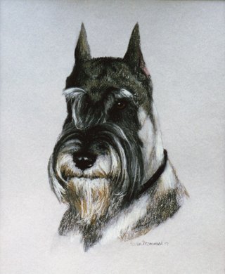 Schnauzer